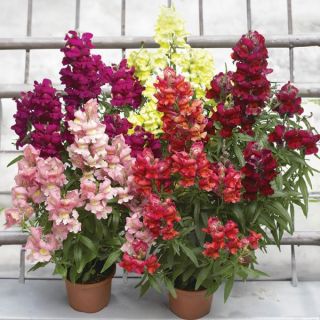 Snaptastic Mix Snapdragon Thumbnail